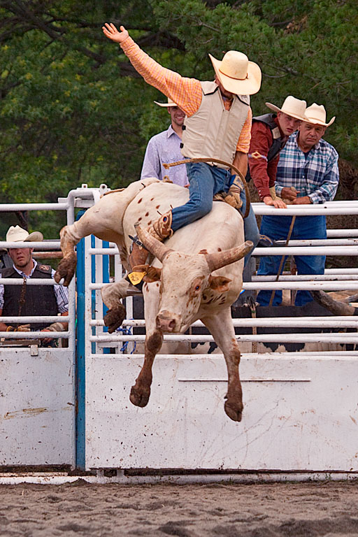 The flying bull